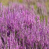 100 Calluna vulgaris Seeds, Scotch(Scottish) Heather, Perennial Ground Cover, Attract Bees and Butterfly -QAUZUY GARDEN