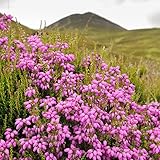 Scotch Heather Seeds Calluna Vulgaris Low-Growing Evergreen Shrub Charming and Delicate Appearance for Patios, Rock Gardens, Hanging Baskets Use in Floral Arrangements 100Pcs by YEGAOL Garden