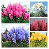 1000+ Mix Pampas Grass Seeds for Planting Cortaderia Selloana Seeds Heirloom Ornamental Plants Decor Garden Tall Feathery Blooms Blue White Pink Red Yellow