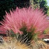 DIKONE Set 4 Pink Muhly Grass Live Plants Perennial - Ornamental Grass Plants Live - Size 4-6 Inch Tall - Pink Grasses