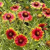 Outsidepride 1000 Seeds Perennial Gaillardia Aristata Red Blanket Flower Seeds for Planting