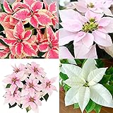 QAUZUY GARDEN 100 Seeds Mixed Colour Poinsettia Seeds for Planting- Mexican flameleaf Christmas Star Flower Seeds Perennial Shrub Exotic Accent Seed