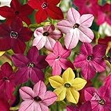 Nicotiana alata 'Sensation Mixed' (Flowering Tobacco - Sensation Mixed) Flower Seeds, Fragrant, Delicate Flowers, Highly Attractive to Pollinators, Seeds by MySeeds.Co, You Choose The Amount (0.5 oz)