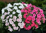 KIRA SEEDS - Seeds Periwinkle Madagascar Mix - Vinca - Perennial Flowers for Planting - GMO Free