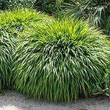 Hakonechloa Grass Live Plant, Japanese Forest Grass Plants, Perennial Hakonechloa Grass Plants Live Potted, Live Ornamental Grass Starter Plants in 2.5 Inch Pot, Appx 4 to 6 Inch Tall