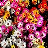 Outsidepride 5000 Seeds Dorotheanthus Ice Plant Ground Cover Seed Mix for Planting