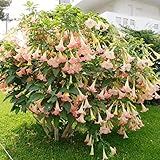 QAUZUY GARDEN 10 Seeds Brugmansia Pink Delight Angels Trumpet Moonflower Seed Flowering Accent Plant Striking Landscape Plant for Garden Outdoors& Containers