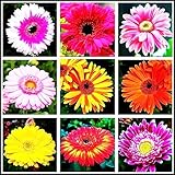 Gaillardia Indian Blanket Wild Nice Garden Flower Butterflies Garden - 200 Seeds, mix color