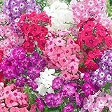 Mixed Phlox Seeds for Planting - Phlox Seeds Creeping Perennial Ground Cover Plants- Annual Flower Seeds for Home Garden - 1500 Seeds