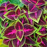 ALYWEX Ornamental Coleus Plant Live Rooted 4 to 8 Inch Tall, Live Coleus Flowers, Tropical Coleus Bush Shrub