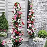 CHUXAY GARDEN Mix Mandevilla Sanderi-Brazilian Jasmine 100 Seeds Hardy Ornamental Plant Rapidly Growing Creeping Perennial Plants Great for Garden Planting