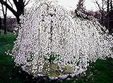 Weeping Cherry Tree - Live Plant - 6-12' Tall Seedling - 3' Pot - Ships Potted - *No Shipping to C.A