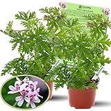 Clovers Garden Citronella Plants – Two (2) Live Plants – Non-GMO - Not Seeds - Each 4' to 8' Tall – in 4' Inch Pots - Citrosa Geranium Plant, Mosquito Repellent, Blooming, Edible