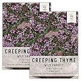 Seed Needs, Wild Creeping Thyme Seeds - 20,000 Seeds for Planting Thymus serpyllum - Perennial, Heirloom & Open Pollinated - Great for Rock Gardens (2 Packs)