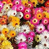 KVITER 2000 Seeds Daisy ICE Plant Livingstone Mix - 5 Inch Dwarf Perennial Flower Seeds, Groundcover, Drought Tolerant, Organic Fresh Garden Seeds for Home & School Planting