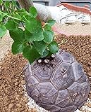 YoYoBoo DD 2016 New Available Dioscorea Elephantipes Imported Elephant's Foot Yam Seeds