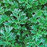 1000+ Citronella Plant Seeds for Planting Mosquito Plant Seeds Outdoor Non-GMO Heirloom Citronella Keeps Mosquitoes and pests Away