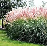 100 Pcs Rare Pink Pampas Grass Seeds - Large Perennial Heirloom Non-GMO Outdoor Giant