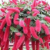 Acalypha Pendula Seeds Acalypha Reptans, Dwarf Chenille Wonderfully Exotic Containers Hanging Baskets Houseplant 10Pcs Shrub Seeds by YEGAOL Garden