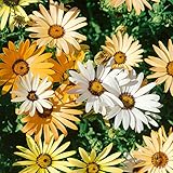 Outsidepride 5000 Seeds Annual African Daisy Flower Mix for Planting