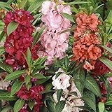 Outsidepride 500 Seeds Impatiens Balsam Garden Flower Seed Mix for Planting