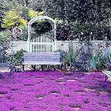 20000+ Magic Purple Creeping Thyme Seeds for Planting Ground Cover Plants Heirloom Flowers Perennial Thyme Non-GMO Thymus Serpyllum Seed