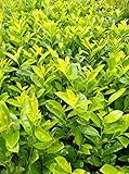 Skip Laurel Tree Live Plant Cherry Laurel Plant Schip Cherry Laurel Hedges Plant in Gallon Pot