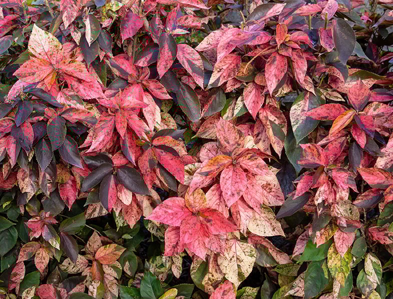 Acalypha wilkesiana