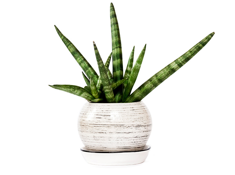 Sansevieria Cylindrica aka "African Spear"