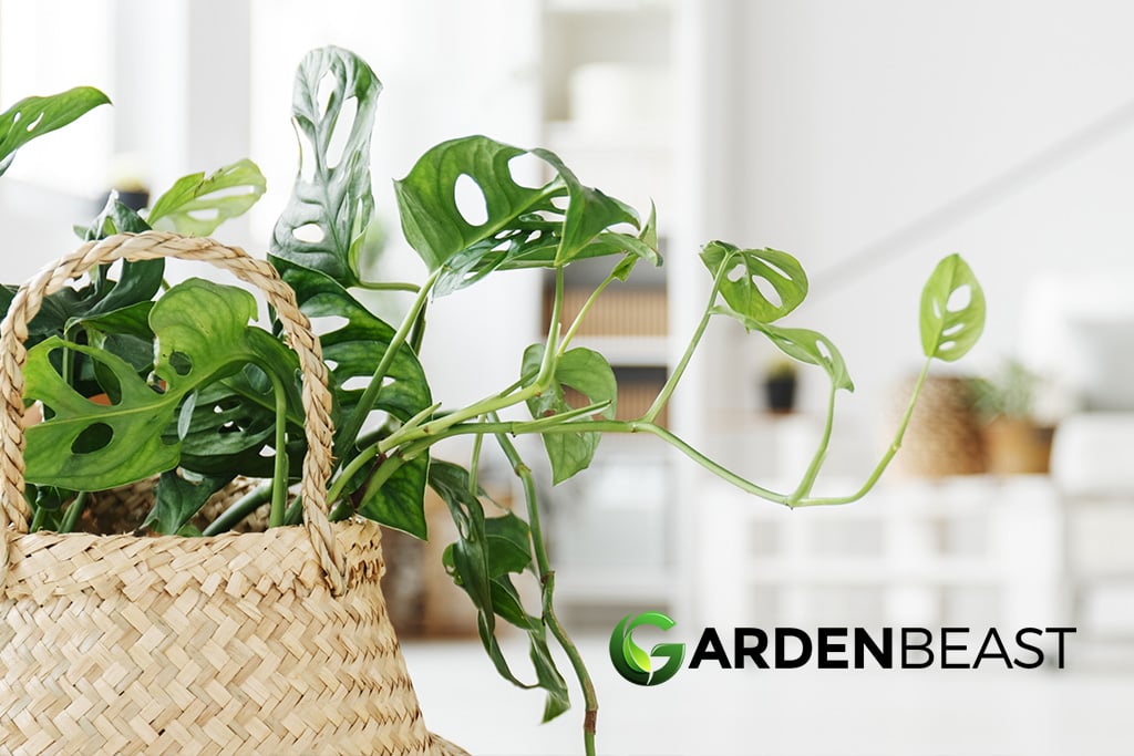 Best Air-Purifying Plants: Indoor Plants That Clean the Air in Your Home
