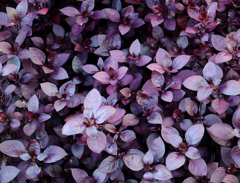 Alternanthera dentata