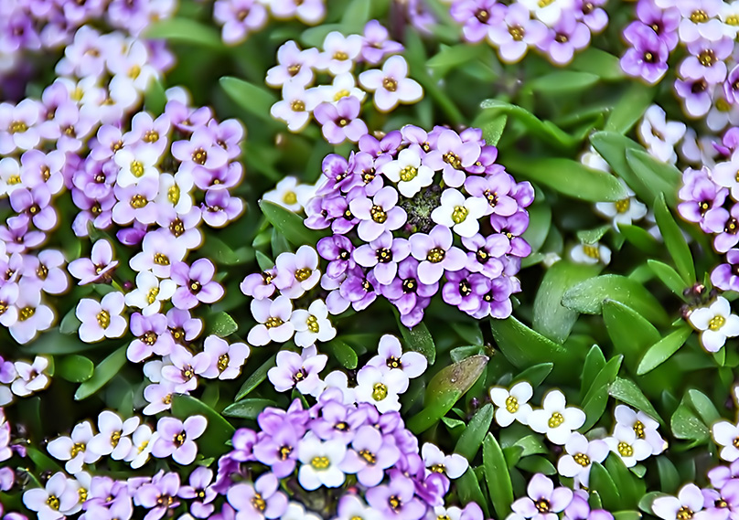 Alyssum