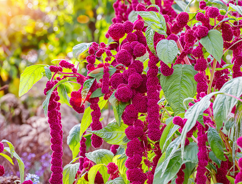 Amaranthus Caudatus