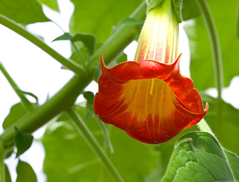 Angel’s Trumpet