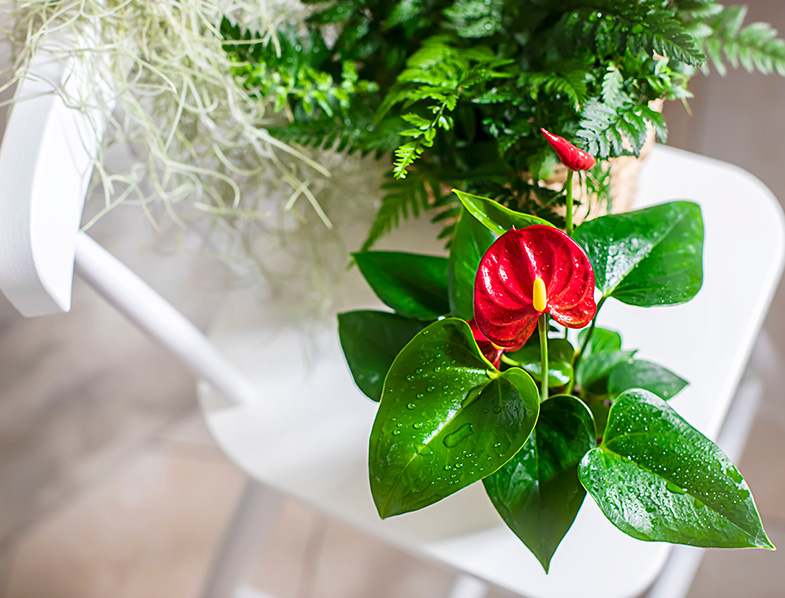 Anthurium andraeanum