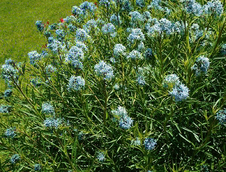 Arkansas Bluestar