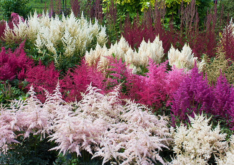 Astilbe