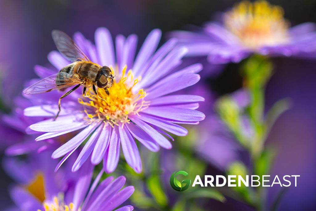 Attract Pollinators