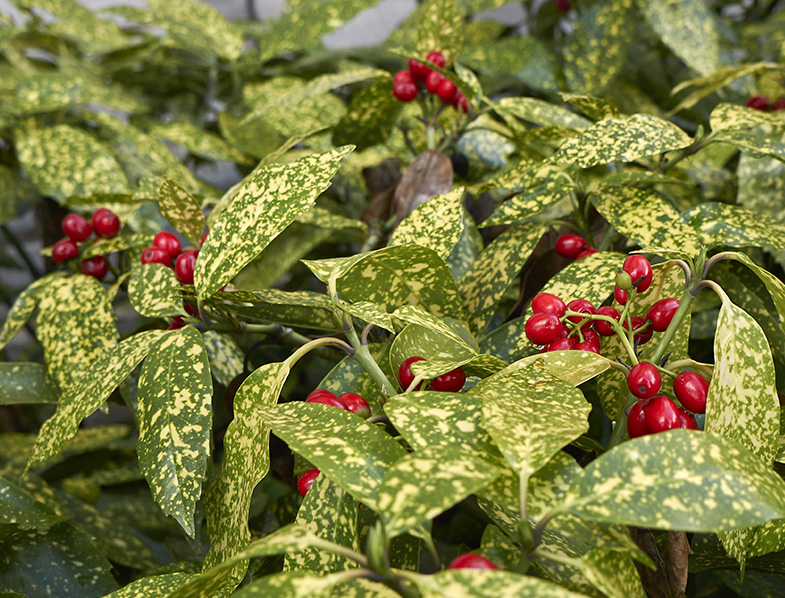 Aucuba Japonica