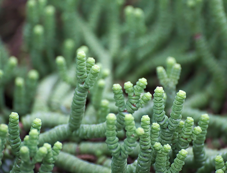 Crassula Baby's Necklace