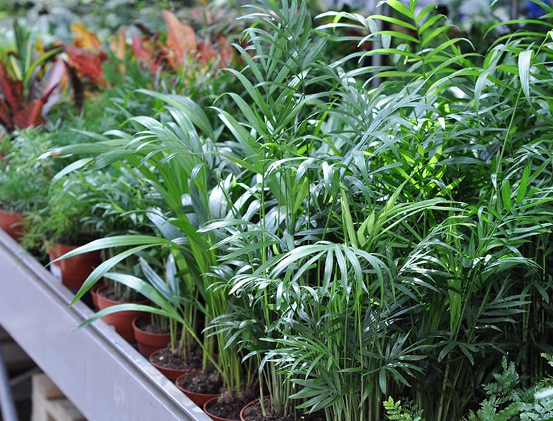 Bamboo Palms