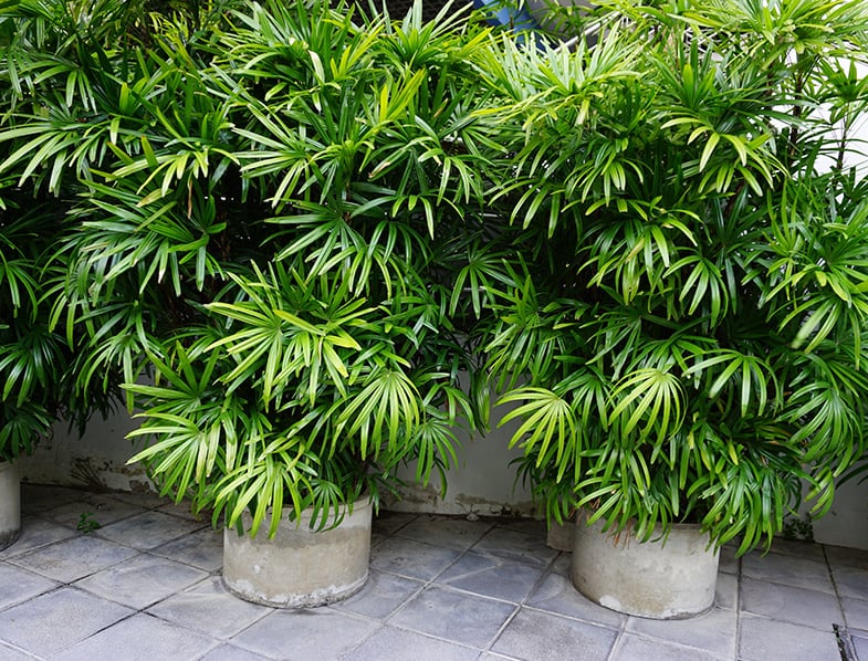 Bamboo Palms
