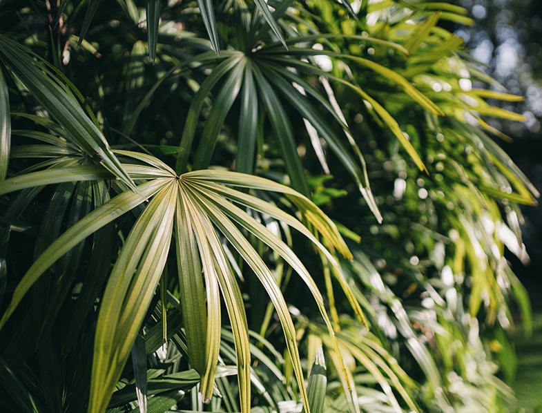 Bamboo Palms