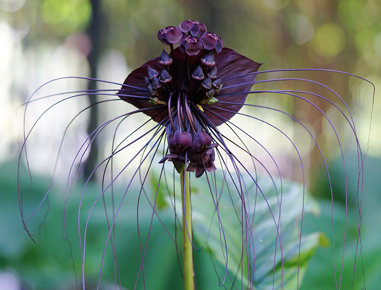 Bat flower