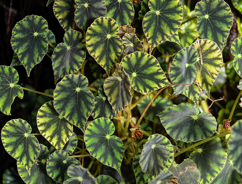 Begonia Mazae Nigricans