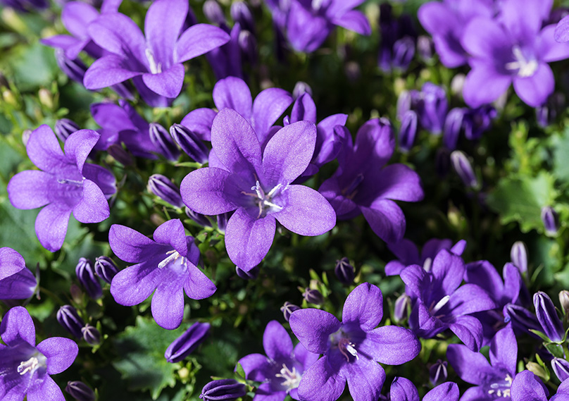 Bellflowers