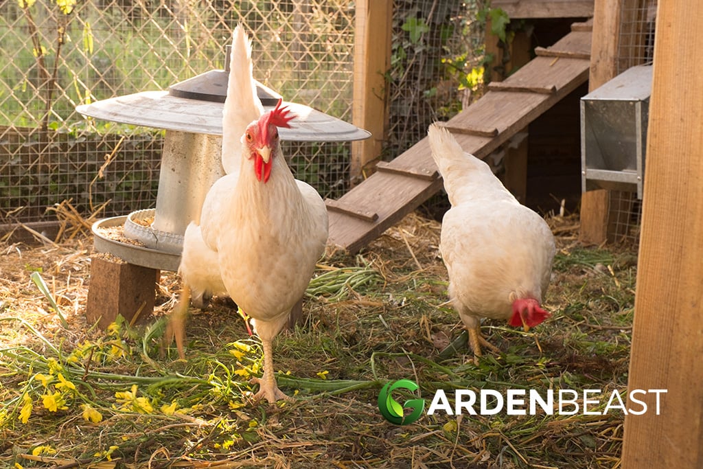 Best Chicken Coop Reviews: Complete Buyer’s Guide
