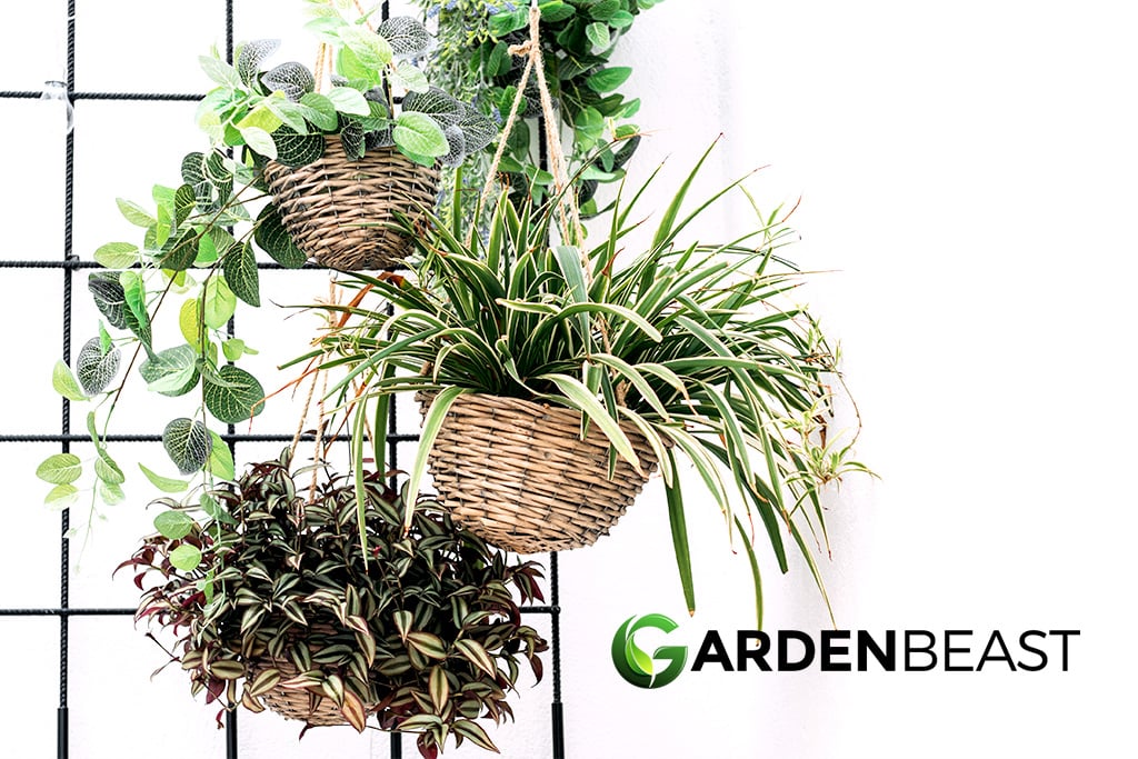 Best Hanging Plant Stand