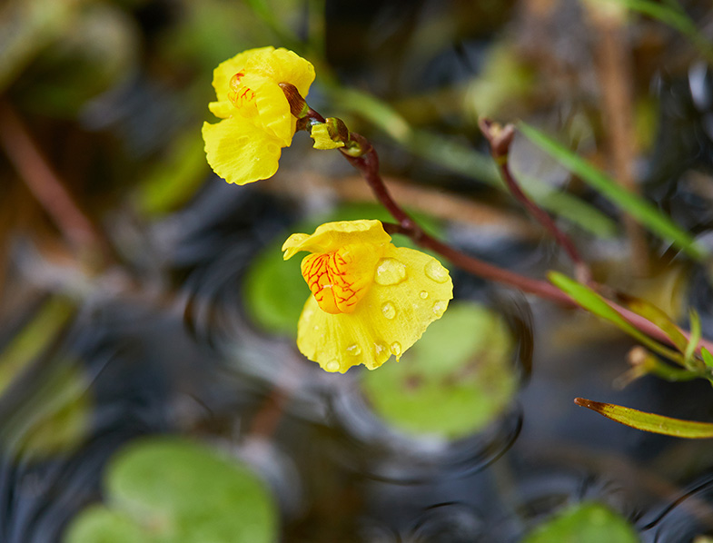 Bladderwort