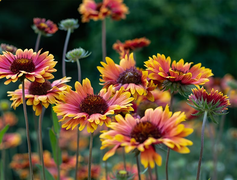 Blanket Flower